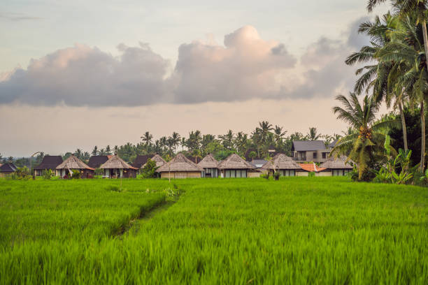 istock Rice field in sunrise time for background 1309505690