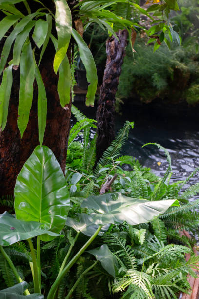 istock Varieties tropical rainforest foliage plants 1309506609