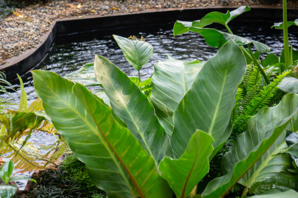 istock Varieties tropical rainforest foliage plants 1309506681
