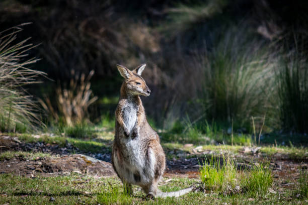 istock A wallaby watches and waits 1309507483