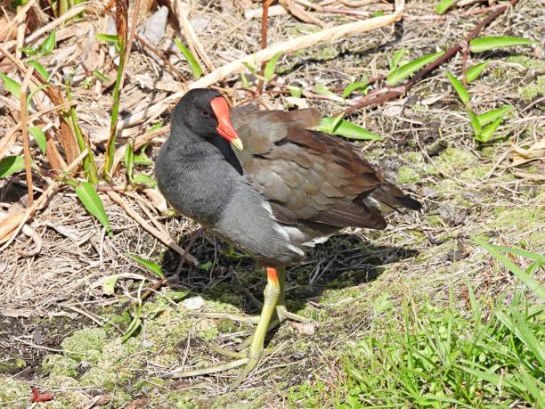 istock Common Gallinule (Gallinula galeata) standing on the ground 1309508890