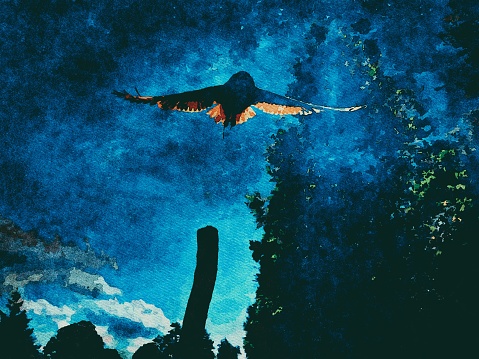 This is my Photographic Image of an Owl in Flight by Night in a Watercolour Effect. Because sometimes you might want a more illustrative image for an organic look.