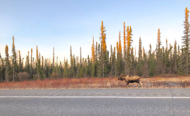 istock Moose of Alaska 1309513399