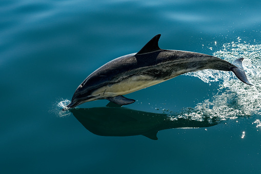 Close-up of dolphin swimming in sea, Bali, Indonesia.