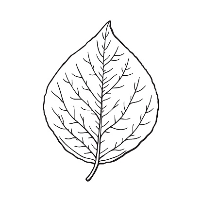 Leaf of poplar (cottonwood). Forest design element. Drawing in sketch outline style. Hand drawn vector illustration.