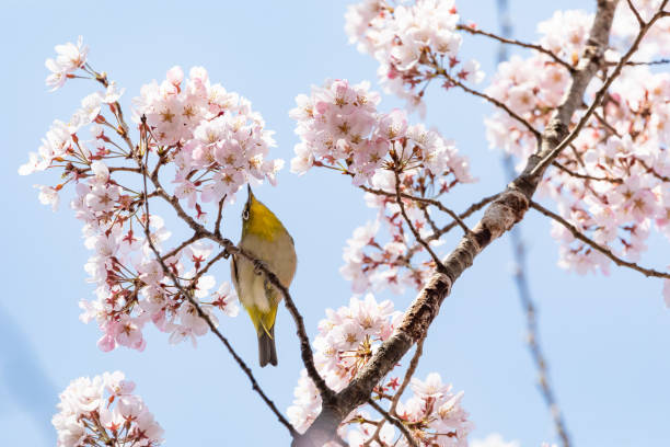 istock Cherry blossoms and small birds 1309516197