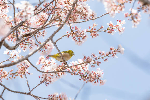 istock Cherry blossoms and small birds 1309516233