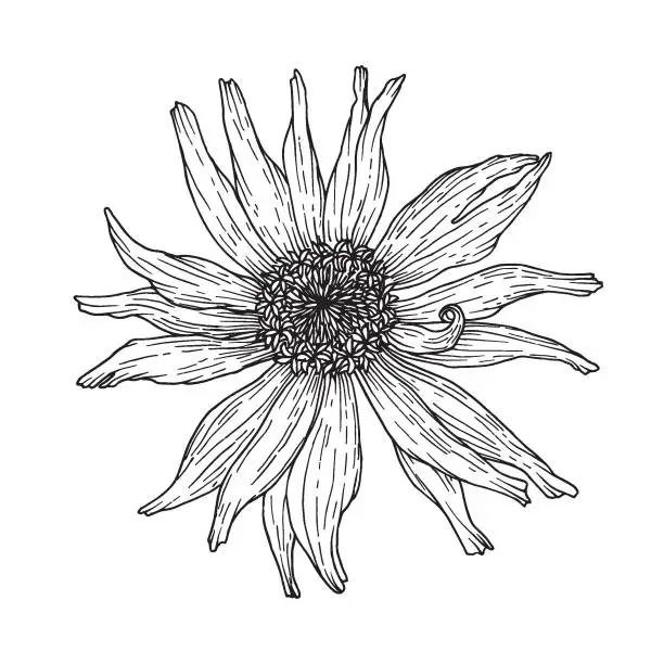 Vector illustration of Zinnia flower. Outline ink drawing. Vector illustration isolated on white background.
