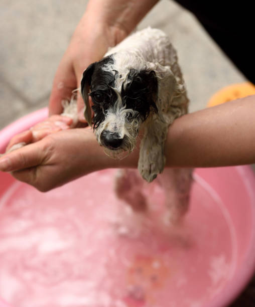 istock The dog had a plaintive look during the bath 1309517933