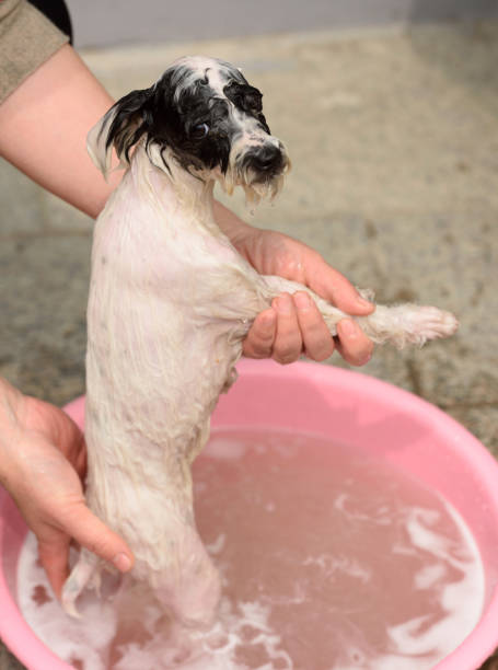 istock The dog had a plaintive look during the bath 1309517956