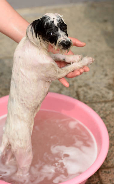 istock The dog had a plaintive look during the bath 1309517960