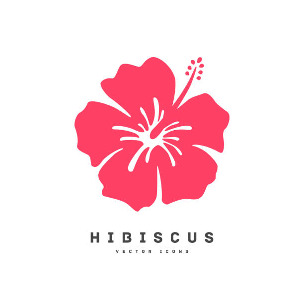 illustrations, cliparts, dessins animés et icônes de illustration de vecteur d’icône de silhouette d’okinawa - fleur ibiscus