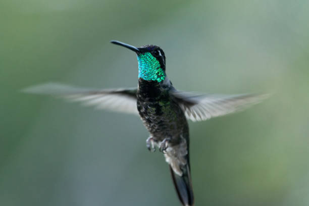 istock Magnificent or Rivlo's Hummingbird 1309521140