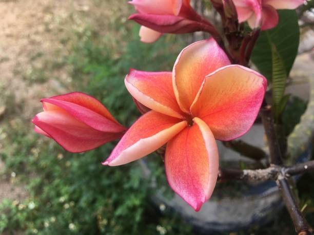 istock Plumeria is beautiful in the house. 1309521142