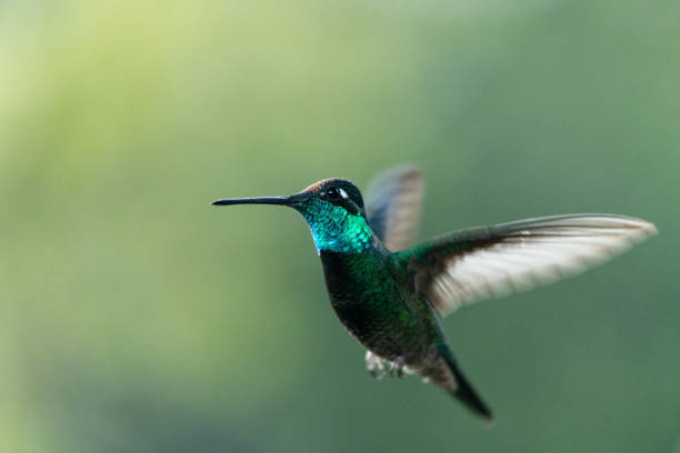 istock Magnificent or Rivlo's Hummingbird 1309523038
