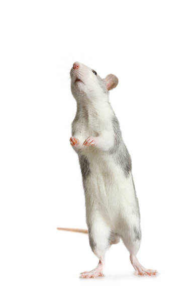 istock Nice little rat standing on his hind legs over white 1309523061