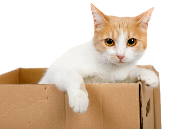 istock Large red and white cat climbed into a cardboard box 1309523064