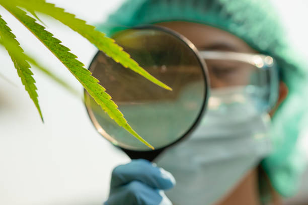l'agricoltore indaga sulla macchia nera nella malattia delle foglie di piante di cannabis sativa usando vetro ingrandito. - bacterium virus magnifying glass green foto e immagini stock