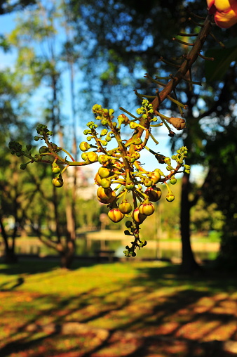 Cannonball Tree Flower Buds (Couroupita Guianensis)