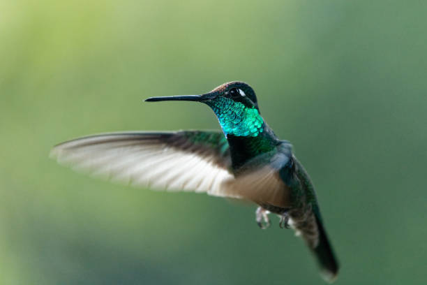 istock Magnificent or Rivlo's Hummingbird 1309524632