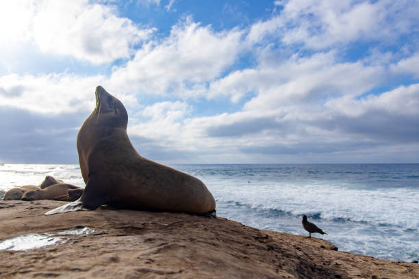 istock sea lion on the beach 1309524702