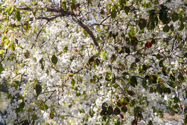 istock Lake Hollywood Park  beautiful flower 1309524714