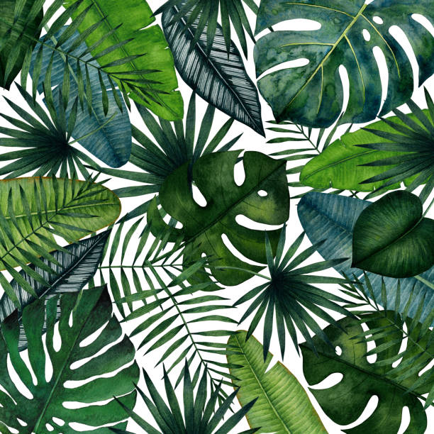 60+ Palmetto Leaf Illustrations, Royalty-Free Vector Graphics & Clip ...