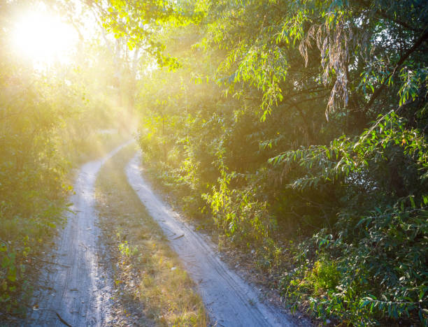 istock ground road through the forest in light of sun 1309525508