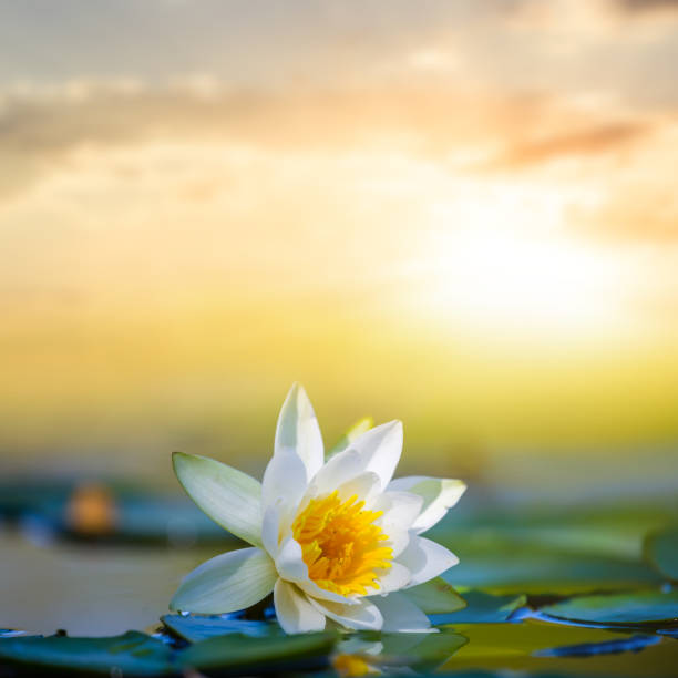 istock closeup white water lily float on a lake at the sunset 1309525520