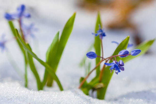 istock beautiful blue snowdrop flowers growth through a snow, beautiful spring background 1309526145