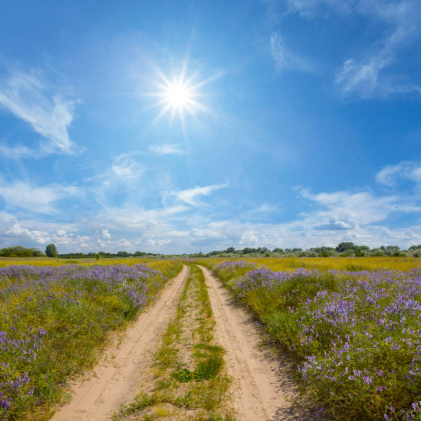 ground road through the prairie under a sparkle sun, rural scene