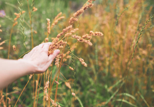 istock Woman's hand touching ears plant 1309527938