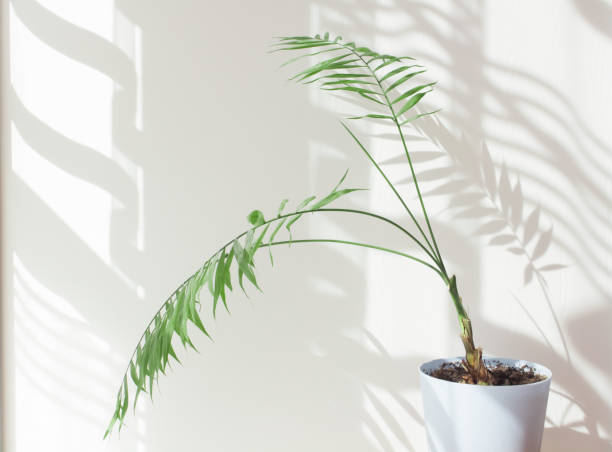 istock Indoor palm tree in a sunny room with a beautiful interior made from natural materials. decorative palm tree in a blue pot, hard shadows on the wall by the window in the morning in the room 1309527977
