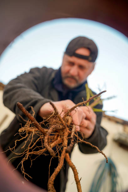 istock Mature man plants a tree in the backyard 1309532257