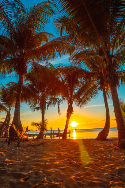 istock Sunset behind palm trees on West End beach on Roatan Island. Honduras 1309533203
