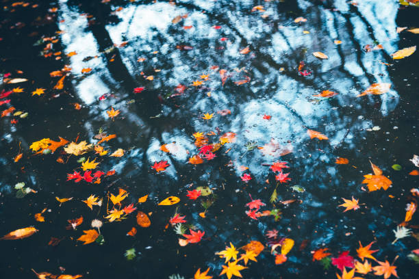 Colorful autumn leaves floating on a water surface of a lake.