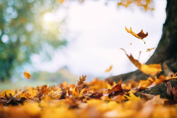 caída de las hojas otoñales - november tranquil scene autumn leaf fotografías e imágenes de stock