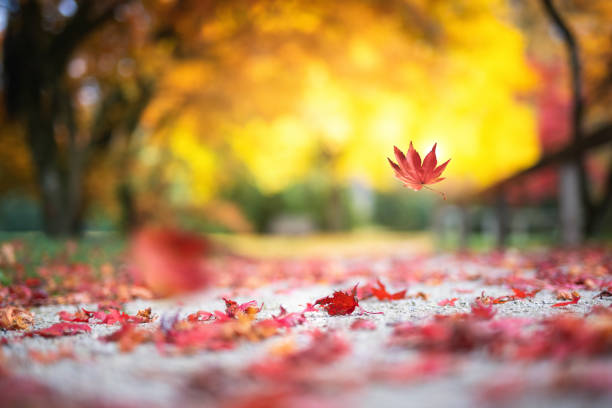 Red maple leaves falling to the ground in a city park.