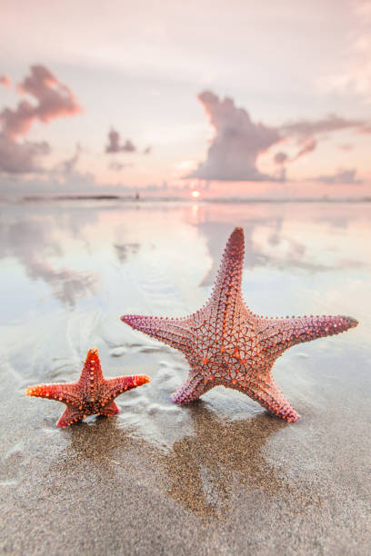 istock Two starfish on sea beach at sunset 1309534523