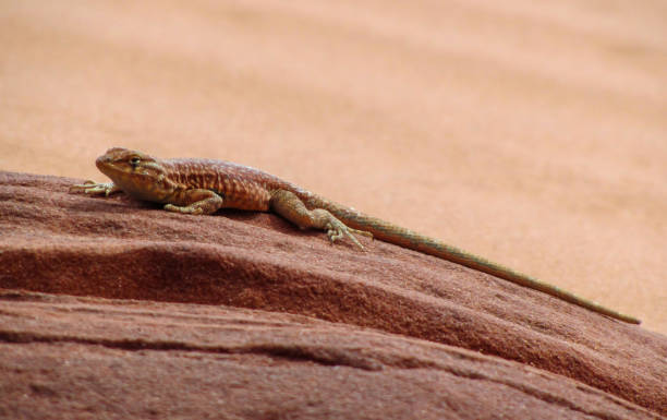 istock Lizard in Antelope Slot Canyon, Page, Arizona 1309534644