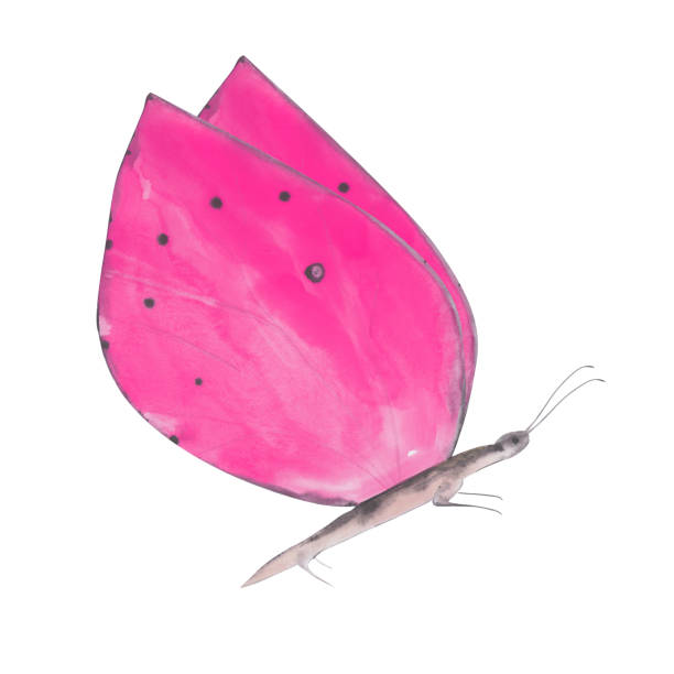 Pink Butterfly clipart. Watercolor butterfly isolated on a white background. Hand-drawn exotic insect for your design. Colorful logo or tattoo design. Pink Butterfly clipart. Watercolor butterfly isolated on a white background. Hand-drawn exotic insect for your design. Colorful logo or tattoo design. domestic cat greece stock illustrations