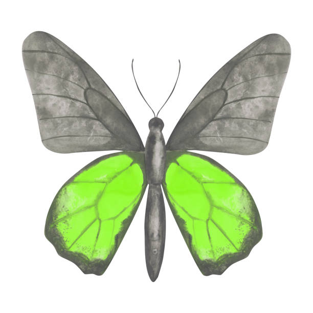 Green and gray butterfly clipart. Watercolor butterfly isolated on a white background. Hand-drawn exotic insect for your design. Colorful logo or tattoo design. Green and gray butterfly clipart. Watercolor butterfly isolated on a white background. Hand-drawn exotic insect for your design. Colorful logo or tattoo design. domestic cat greece stock illustrations