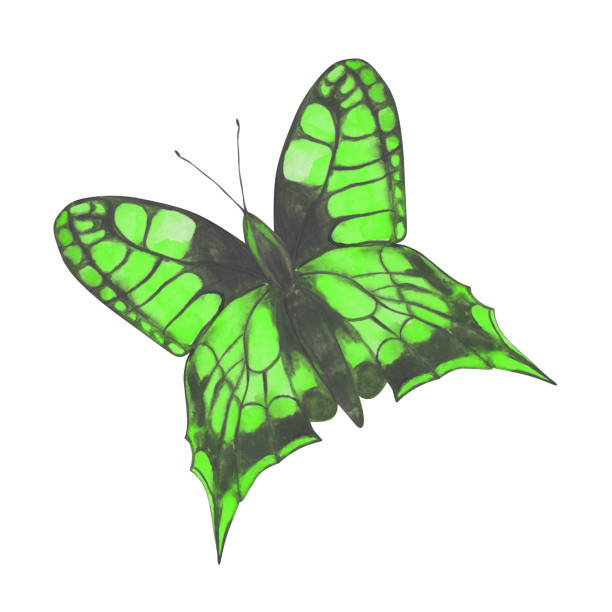 Green butterfly clipart. Cute watercolor butterfly isolated on a white background. Hand-drawn exotic insect for your design. Colorful logo or tattoo design. Green butterfly clipart. Cute watercolor butterfly isolated on a white background. Hand-drawn exotic insect for your design. Colorful logo or tattoo design. domestic cat greece stock illustrations