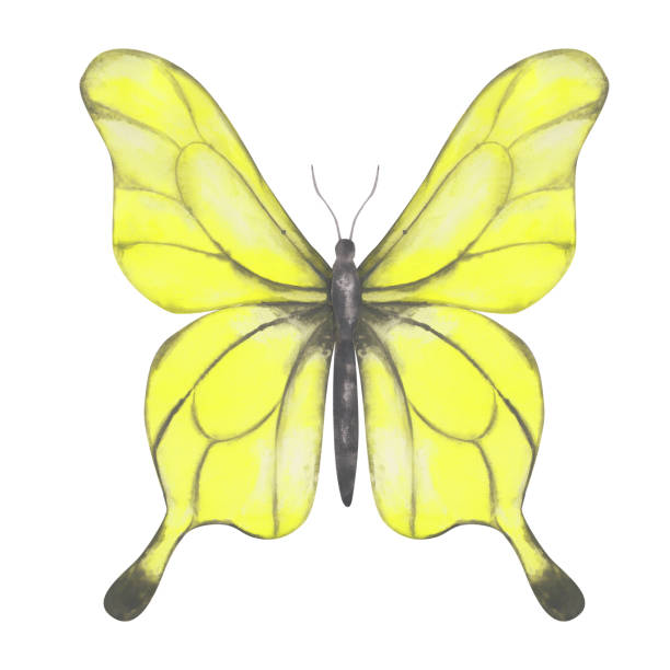 Yellow Butterfly clipart. Watercolor butterfly isolated on a white background. Hand-drawn exotic insect for your design. Colorful logo or tattoo design. Cute illustration. Yellow Butterfly clipart. Watercolor butterfly isolated on a white background. Hand-drawn exotic insect for your design. Colorful logo or tattoo design. Cute illustration. domestic cat greece stock illustrations