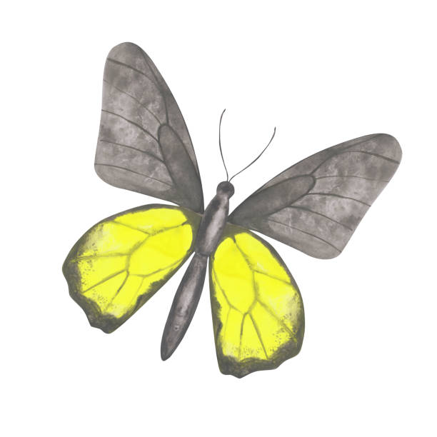 illustrations, cliparts, dessins animés et icônes de clipart papillon jaune. papillon mignon d’aquarelle d’isolement sur un fond blanc. insecte exotique dessiné à la main pour votre conception. logo coloré ou conception colorée de tatouage. illustration. - yellow background square macro rough