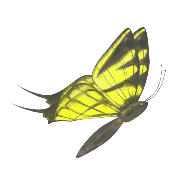 Yellow Butterfly flying clipart. Cute watercolor butterfly isolated on a white background. Hand-drawn exotic insect for your design. Colorful logo or tattoo design. Yellow Butterfly flying clipart. Cute watercolor butterfly isolated on a white background. Hand-drawn exotic insect for your design. Colorful logo or tattoo design. domestic cat greece stock illustrations