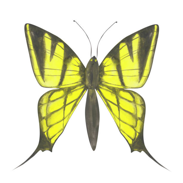 illustrations, cliparts, dessins animés et icônes de illustration jaune de papillon. papillon d’aquarelle d’isolement sur un fond blanc. insecte exotique dessiné à la main pour votre conception. logo coloré ou conception colorée de tatouage. clipart aquarelle. - yellow background square macro rough