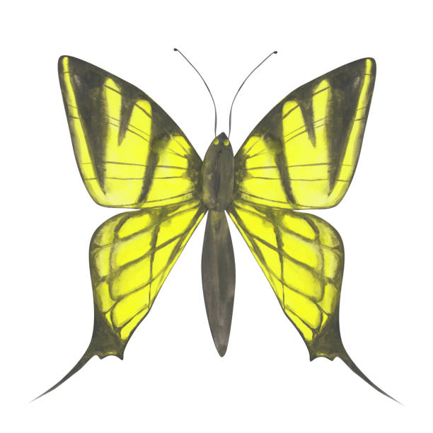 Yellow Butterfly illustration. Watercolor butterfly isolated on a white background. Hand-drawn exotic insect for your design. Colorful logo or tattoo design. Watercolor clipart. Yellow Butterfly illustration. Watercolor butterfly isolated on a white background. Hand-drawn exotic insect for your design. Colorful logo or tattoo design. Watercolor clipart. domestic cat greece stock illustrations