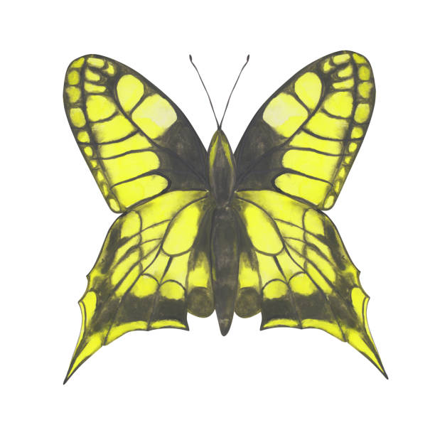 illustrations, cliparts, dessins animés et icônes de clipart papillon jaune. papillon d’aquarelle d’isolement sur un fond blanc. insecte exotique dessiné à la main pour votre conception. logo coloré ou conception colorée de tatouage. - yellow background square macro rough