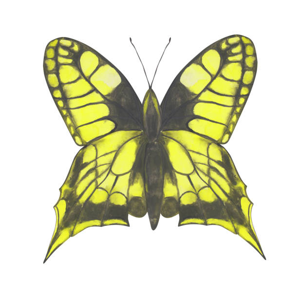 Yellow Butterfly clipart. Watercolor butterfly isolated on a white background. Hand-drawn exotic insect for your design. Colorful logo or tattoo design. Yellow Butterfly clipart. Watercolor butterfly isolated on a white background. Hand-drawn exotic insect for your design. Colorful logo or tattoo design. domestic cat greece stock illustrations